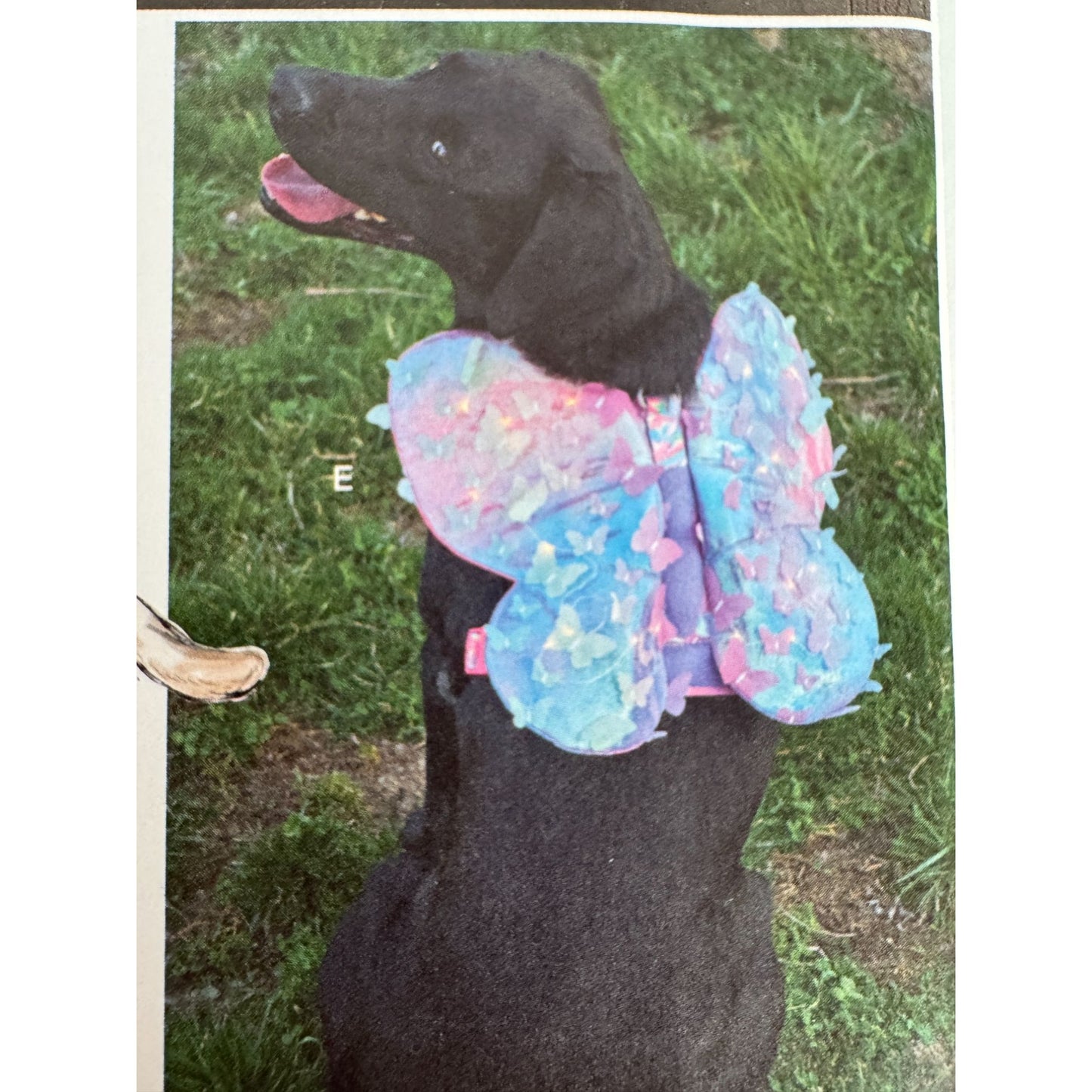 Simplicity Sewing Pattern S9875 Pet Dog Costume Butterfly Dragon Wings Halloween