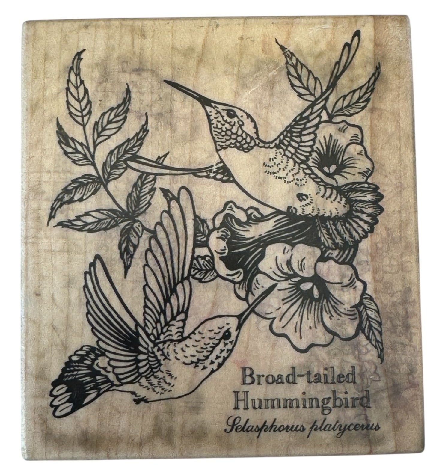 PSX Rubber Stamp Hummingbird Botanical Bird Broad-Tailed Spring Card Making Art