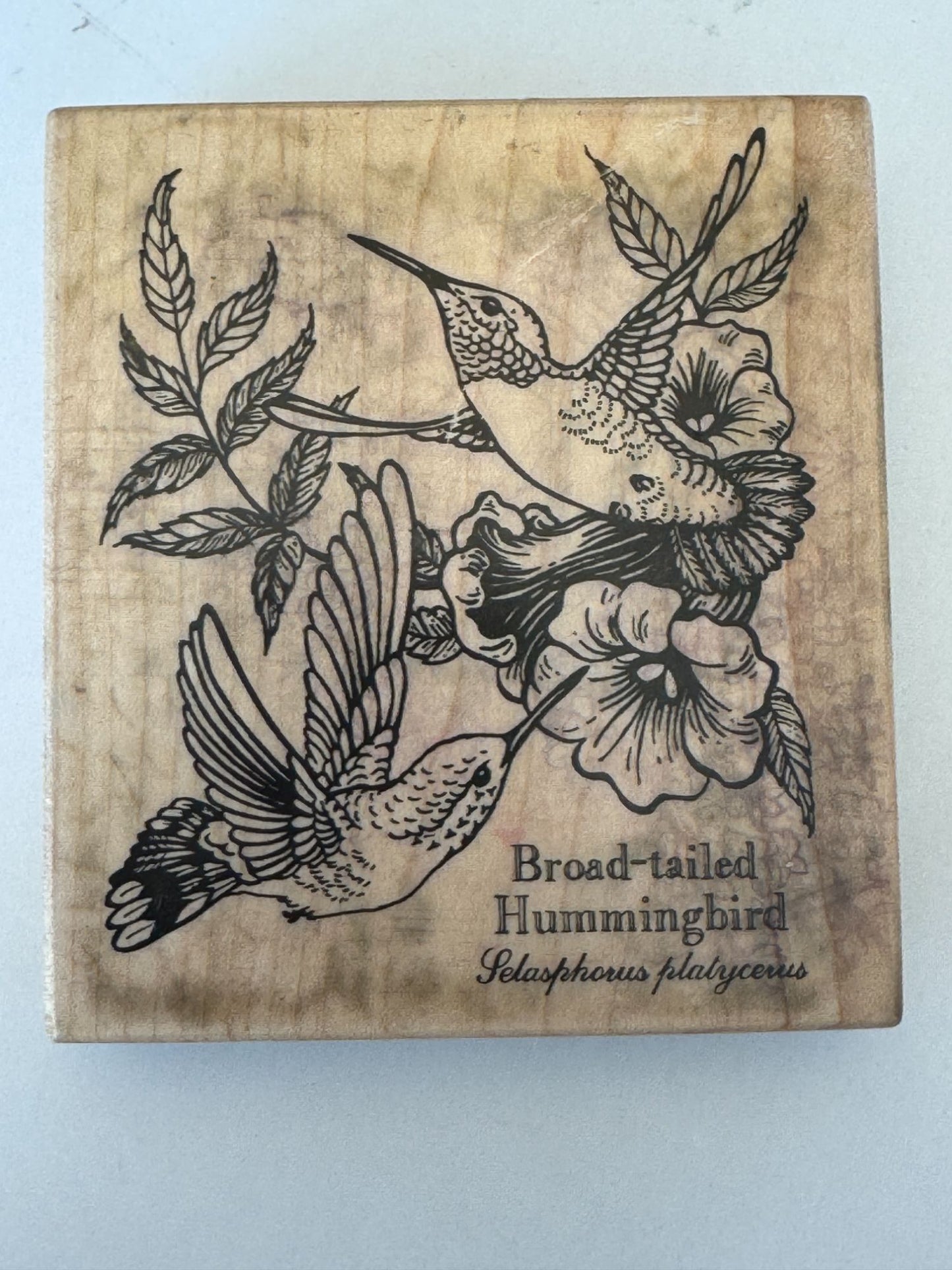 PSX Rubber Stamp Hummingbird Botanical Bird Broad-Tailed Spring Card Making Art