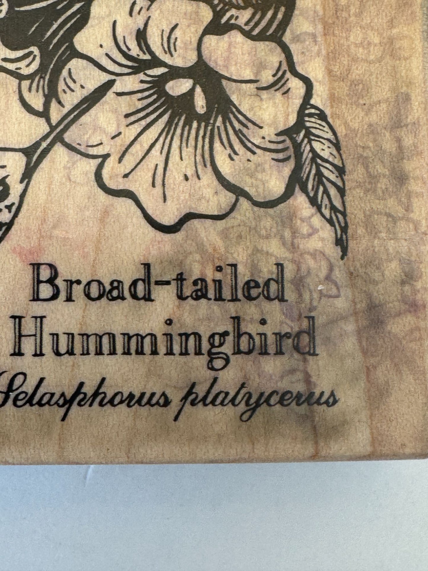 PSX Rubber Stamp Hummingbird Botanical Bird Broad-Tailed Spring Card Making Art