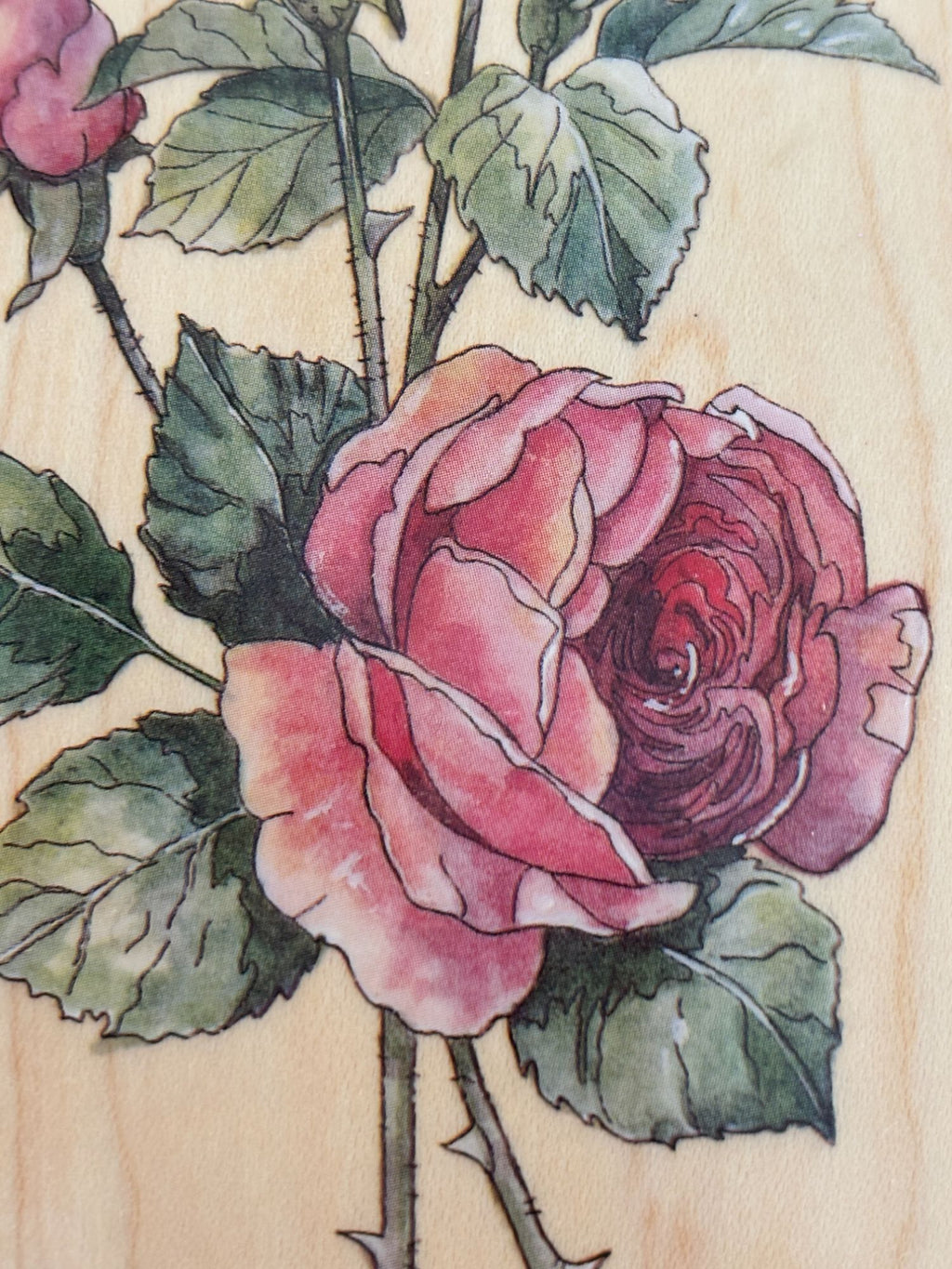 Stamps Happen Rubber Stamp English Rose Long Stem Carolyn Shores Wright Big Wood