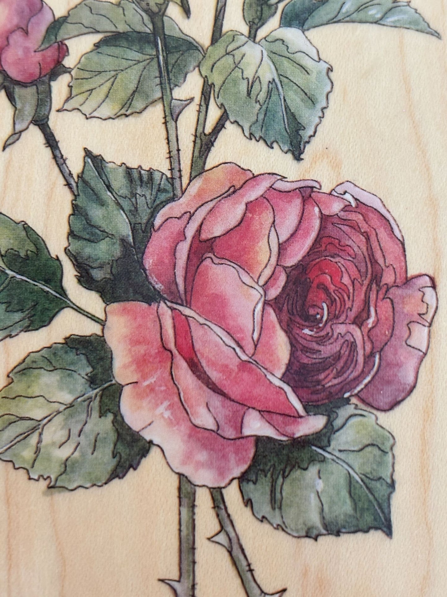 Stamps Happen Rubber Stamp English Rose Long Stem Carolyn Shores Wright Big Wood