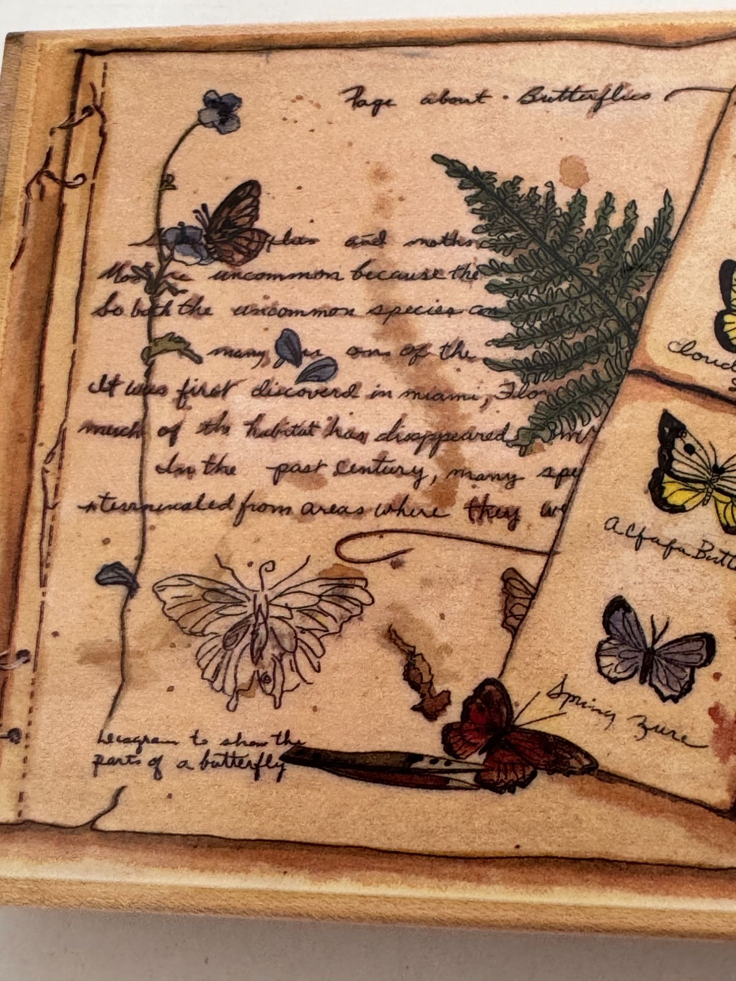 Stamps Happen Rubber Stamp Page about Butterflies Butterfly Large Peggy Abrams