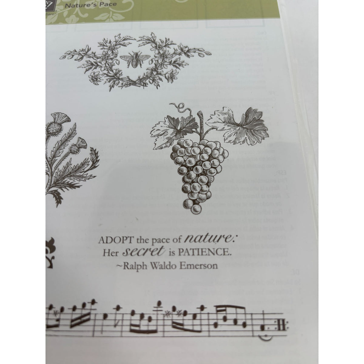 Stampin Up Natures Pace Clear Mount Rubber Stamps Grapes Music Border Bee Set 6